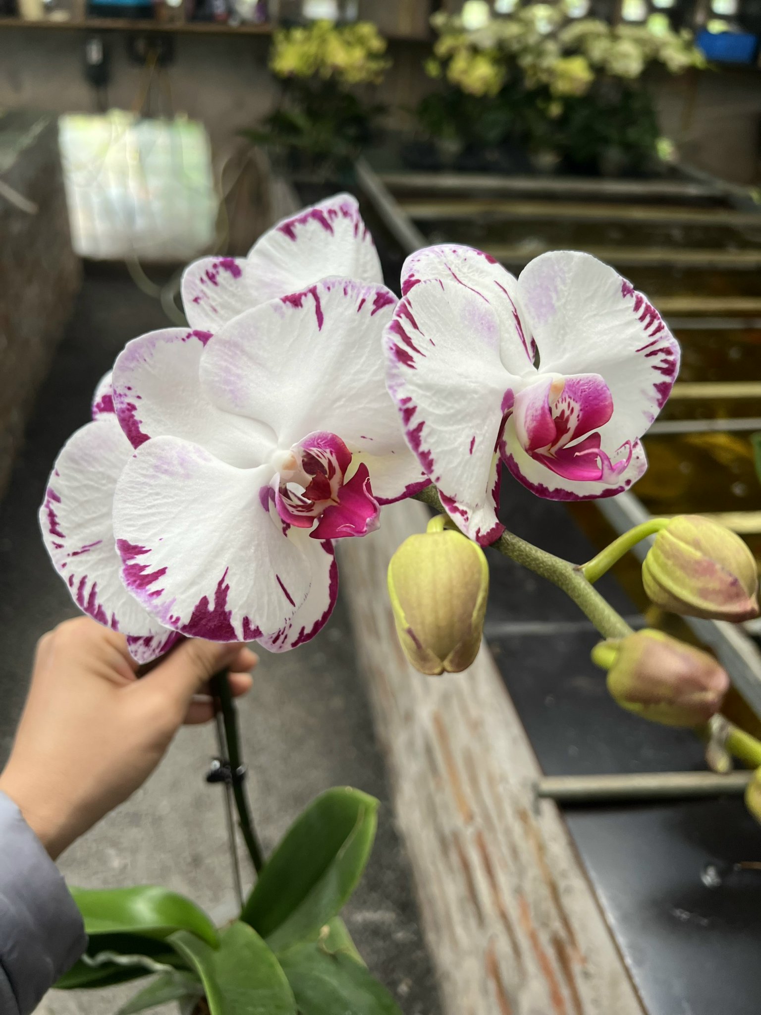 z5053563601778_f1bb44ad4df01083604bcf1f29010e6c