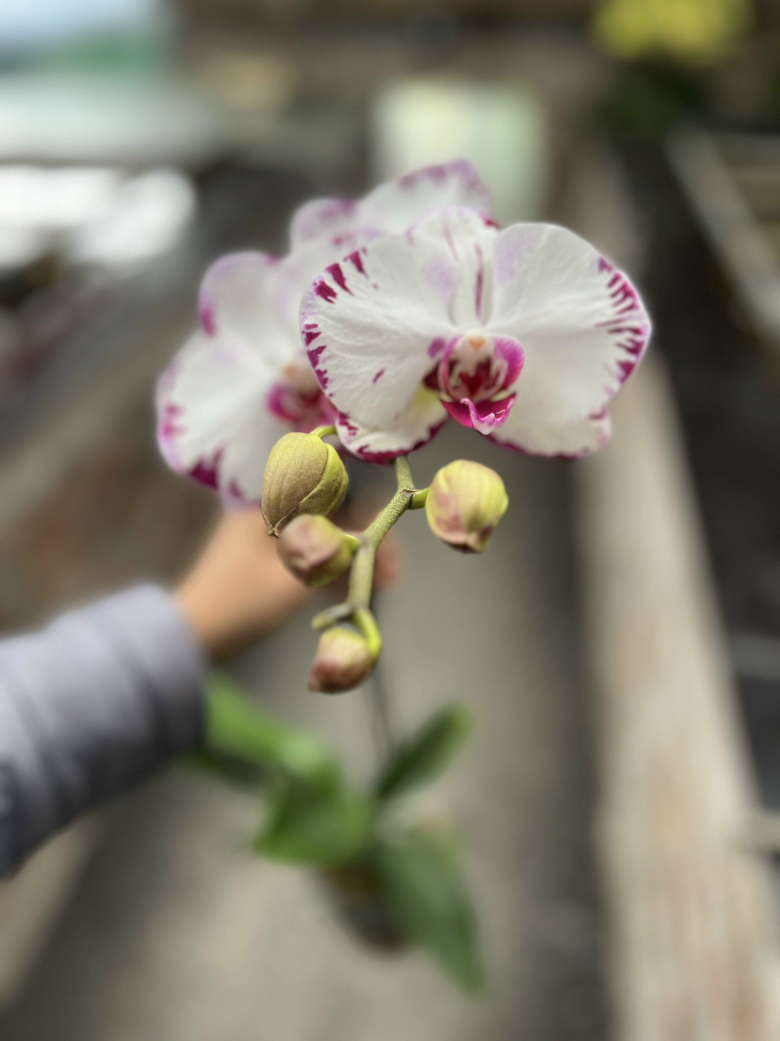 z5053563603731_779672991c04dcab7d31ad24aba76432