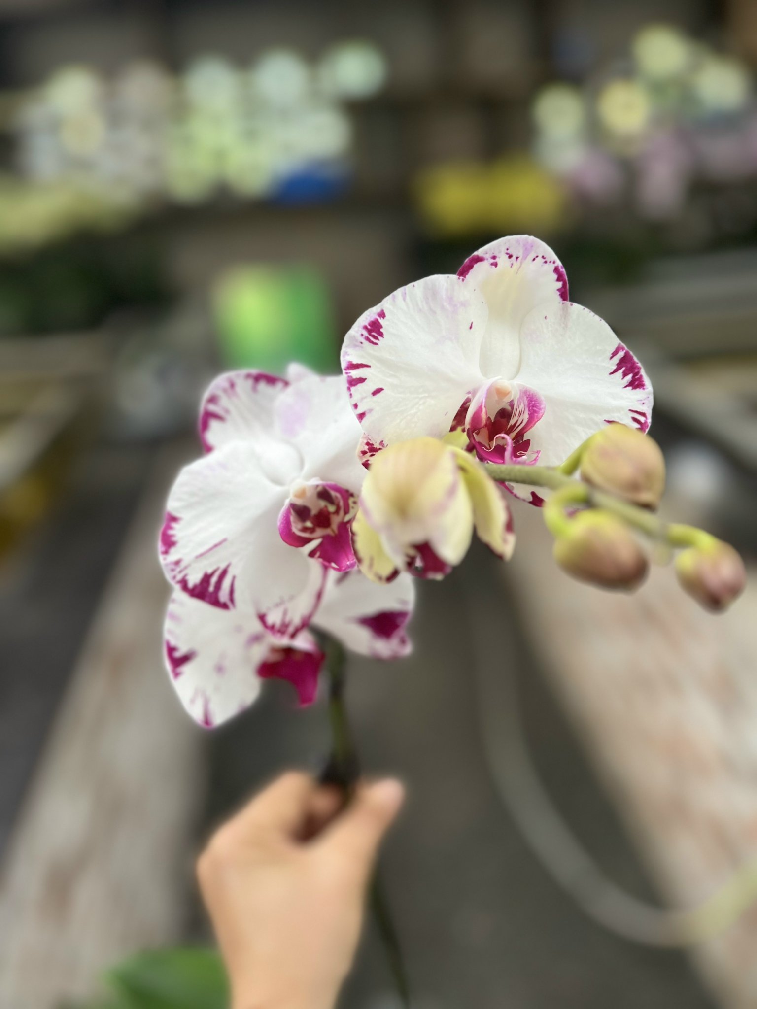 z5053563608525_c5876dfbc164f0d9e5bd5b22c2232ebf