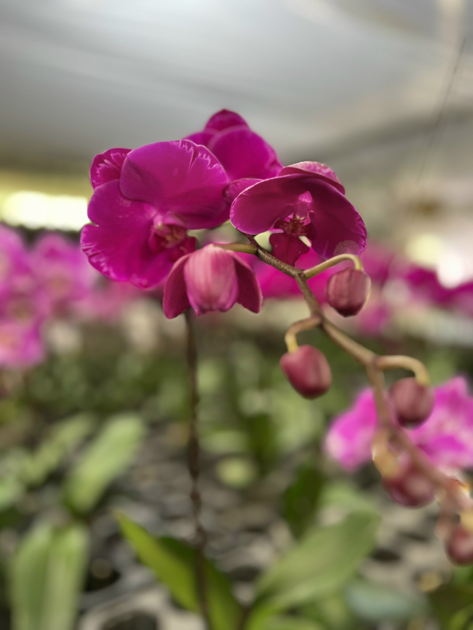 z5053569847918_4c18ae63c4b691b668a63884d788ea2f