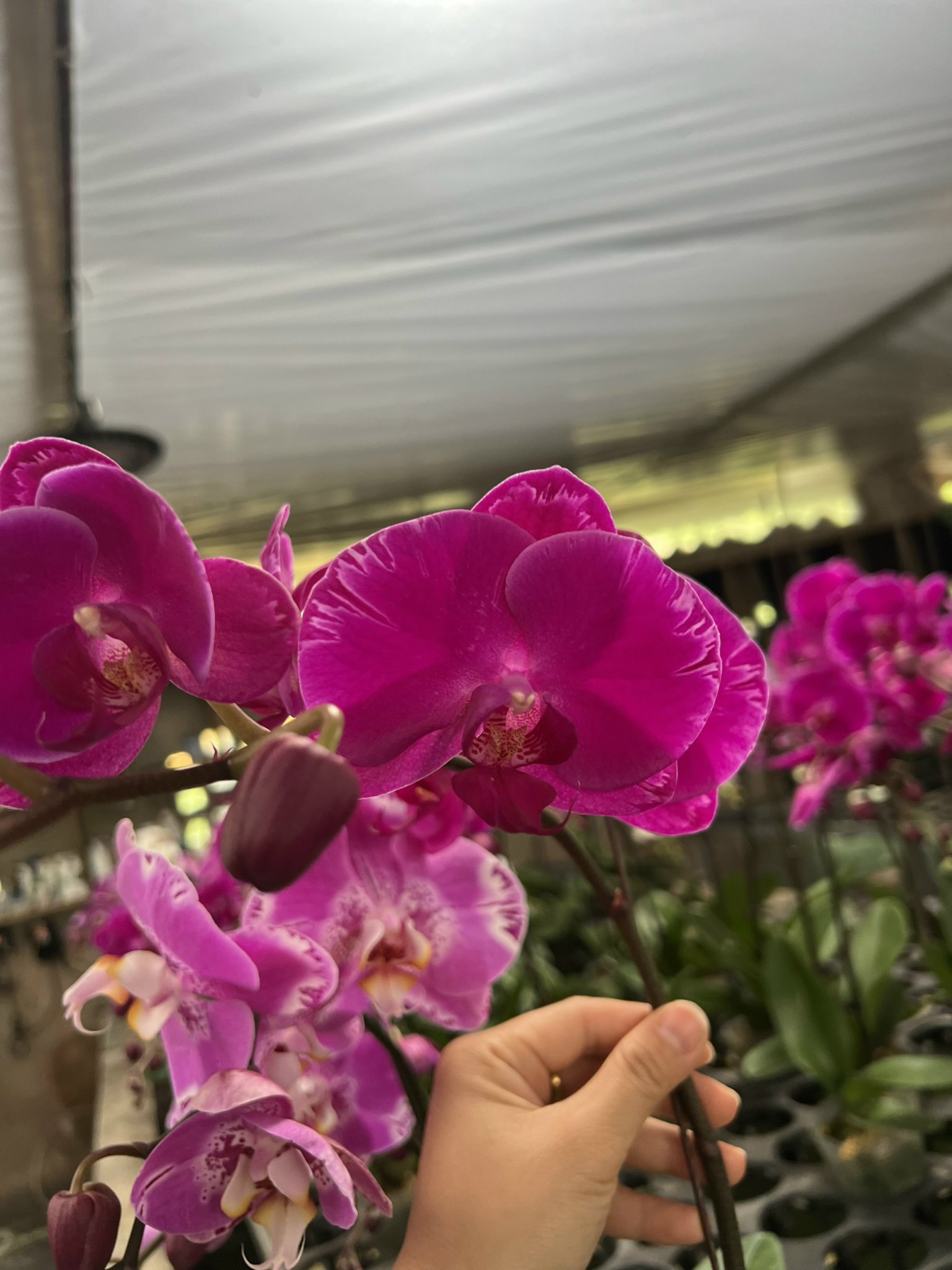 z5053569857658_b055d3ba4920c1b3cdfc6d78a1ec3dd1