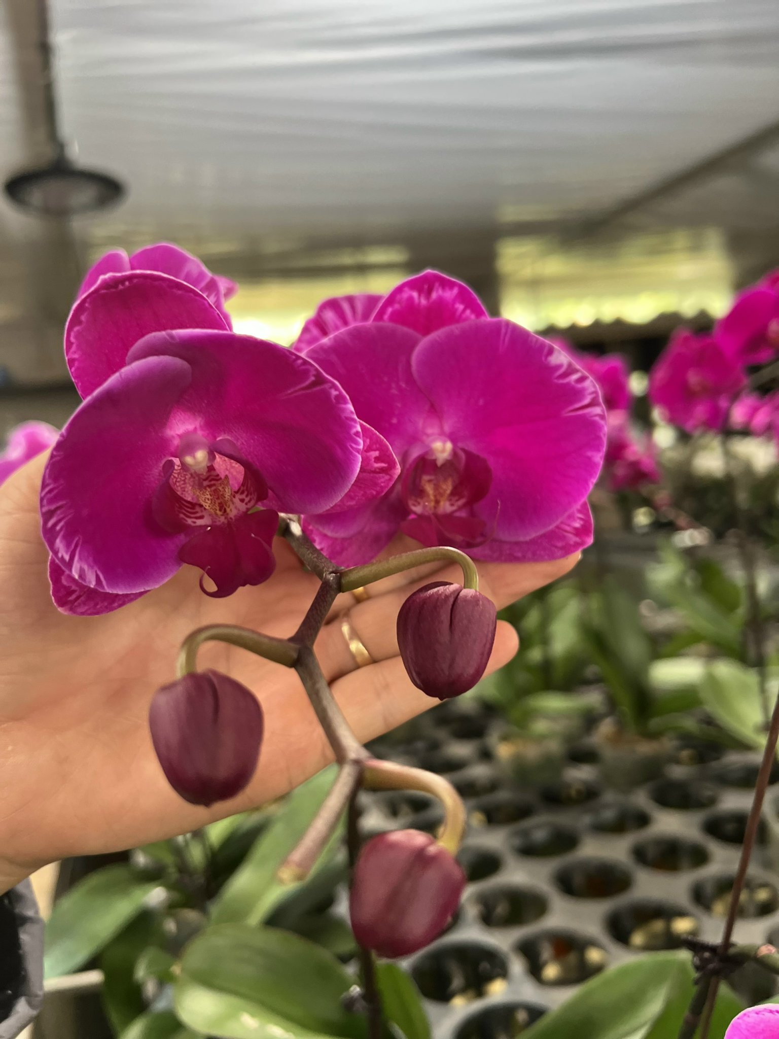 z5053569858122_f8faaa183c8c12524b18428dcb979d65