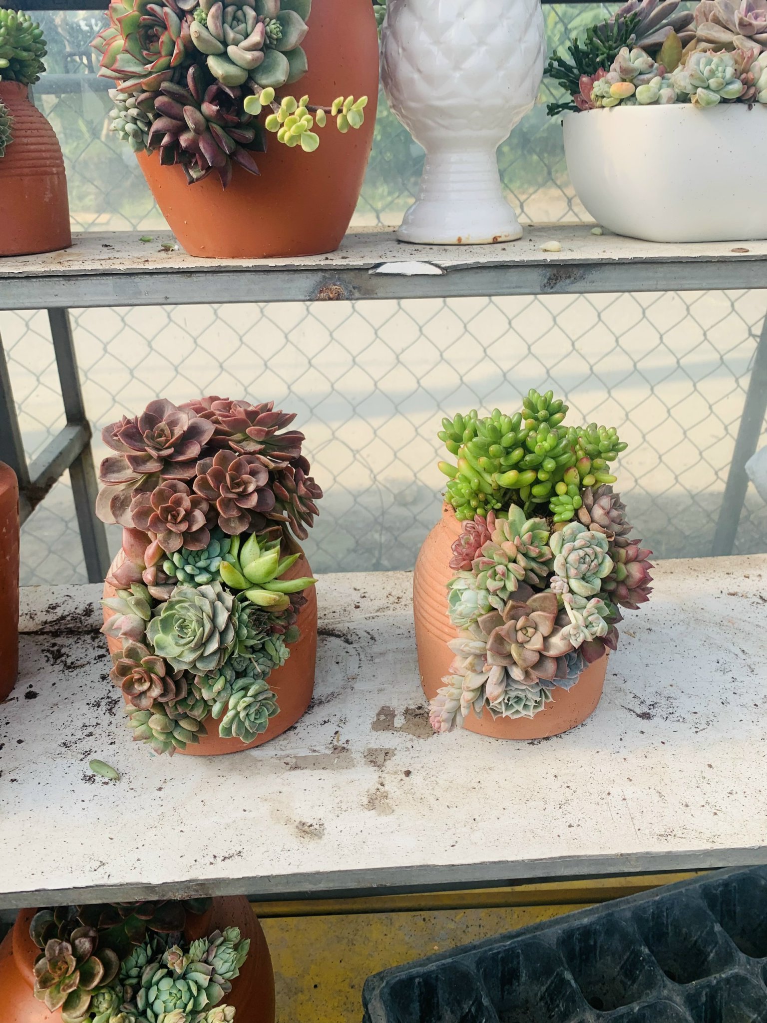 z5063813234034_cd802f51fc533fa4320c54573a6771c5