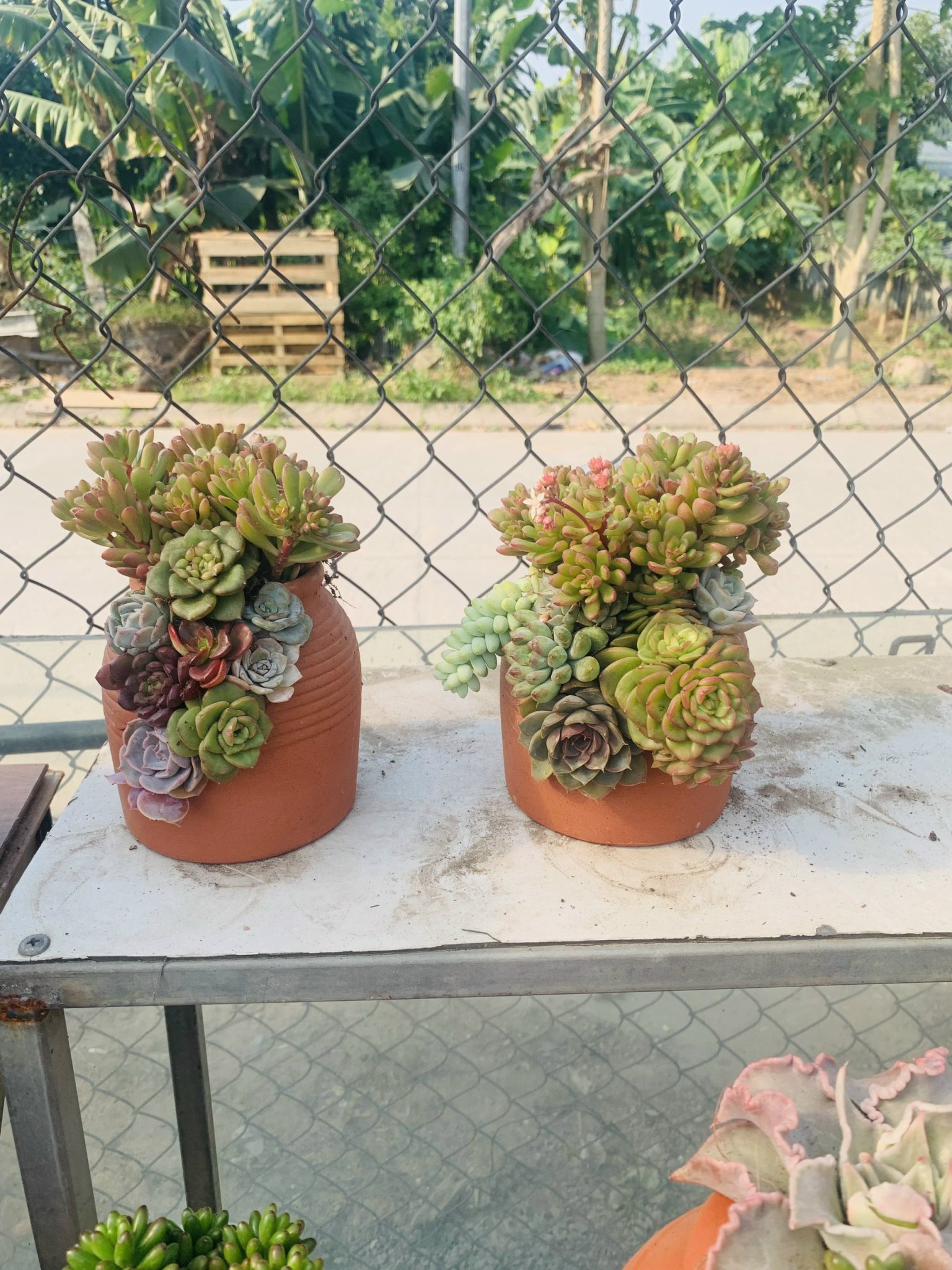 z5063813240704_d0098451fe34de0d8c6e464e4b619936