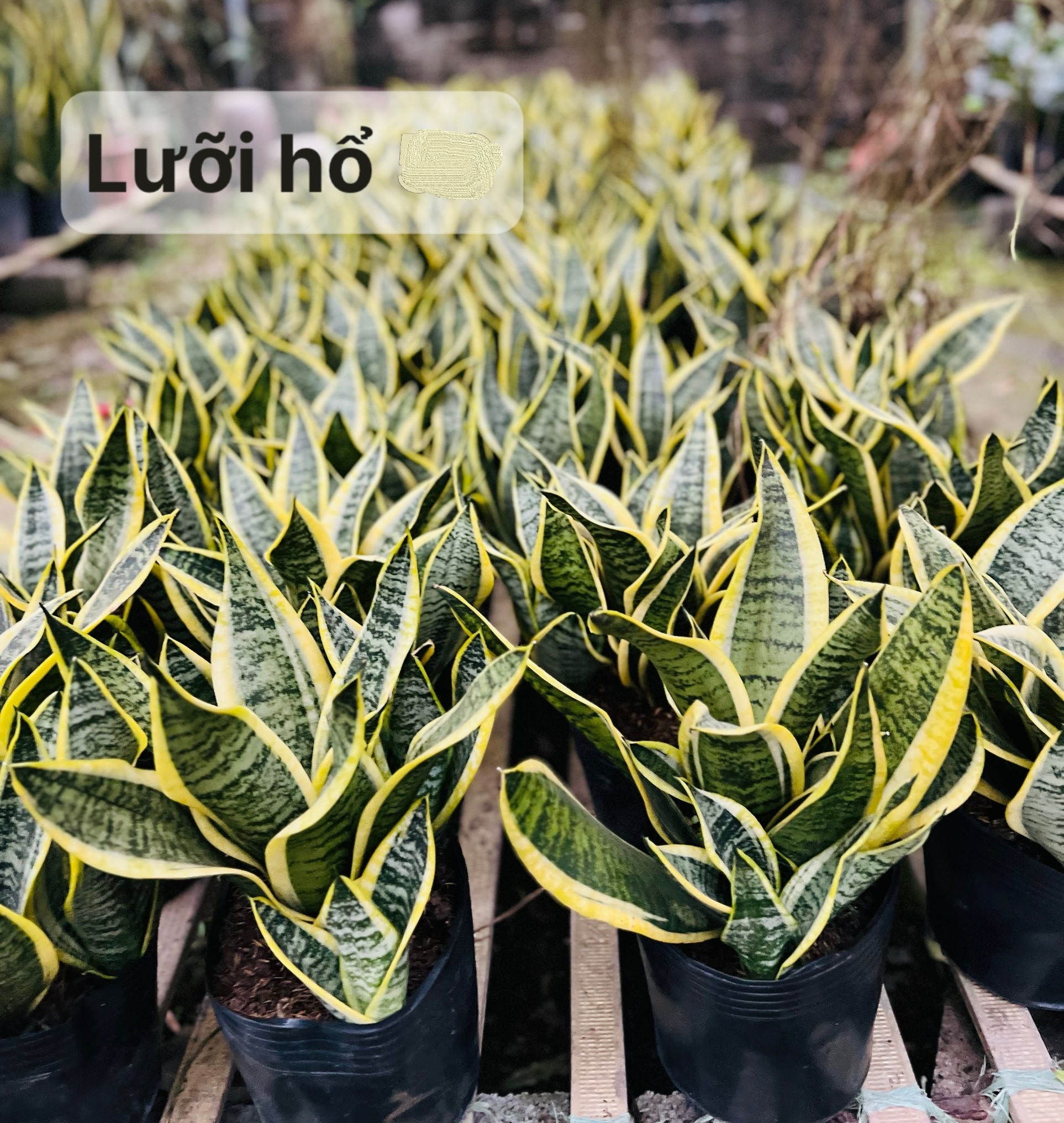 lưỡi hổ vàng nhỏ