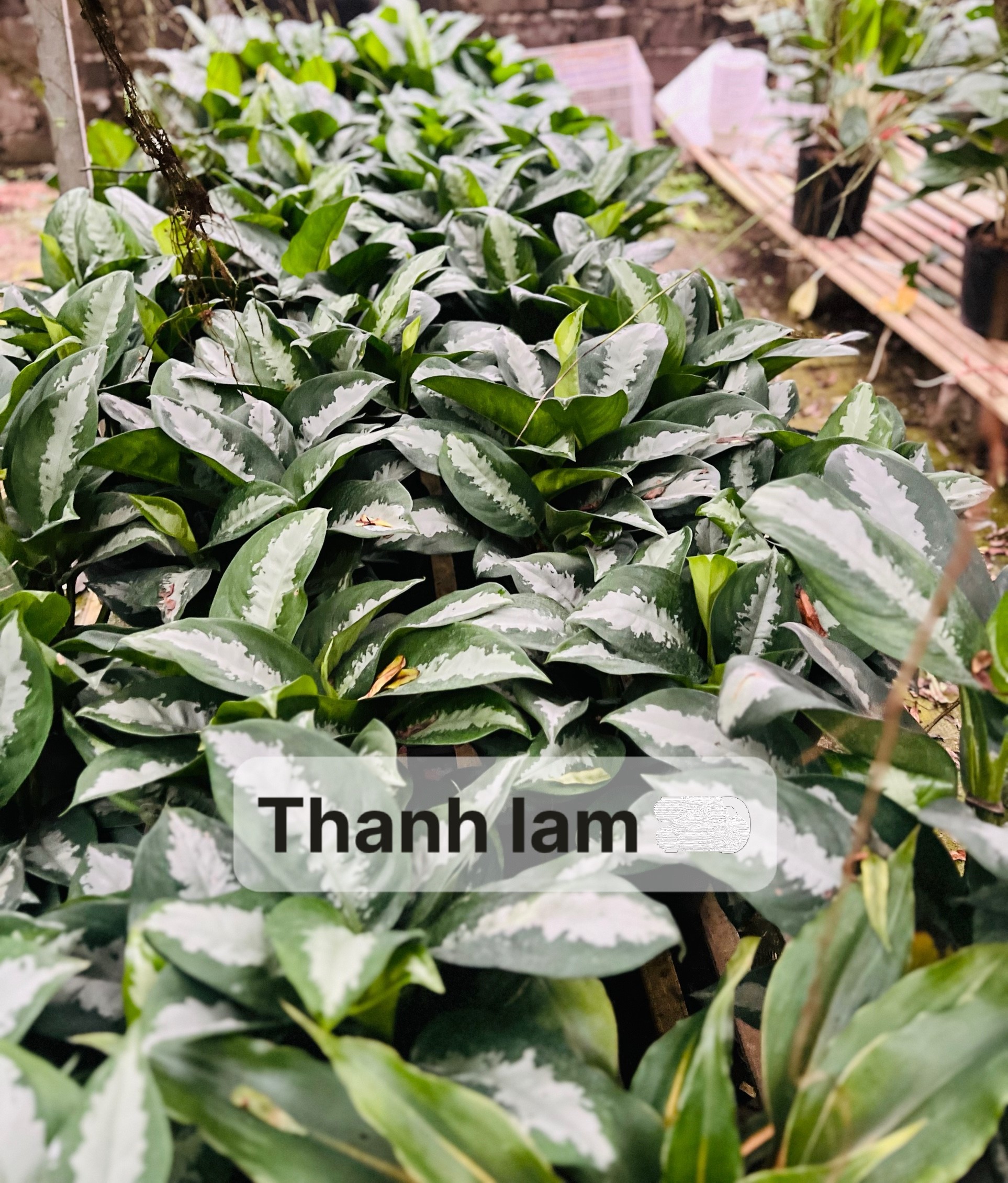 z5201035977504_e63cf018e7a9cd4a0357c6391fba9006