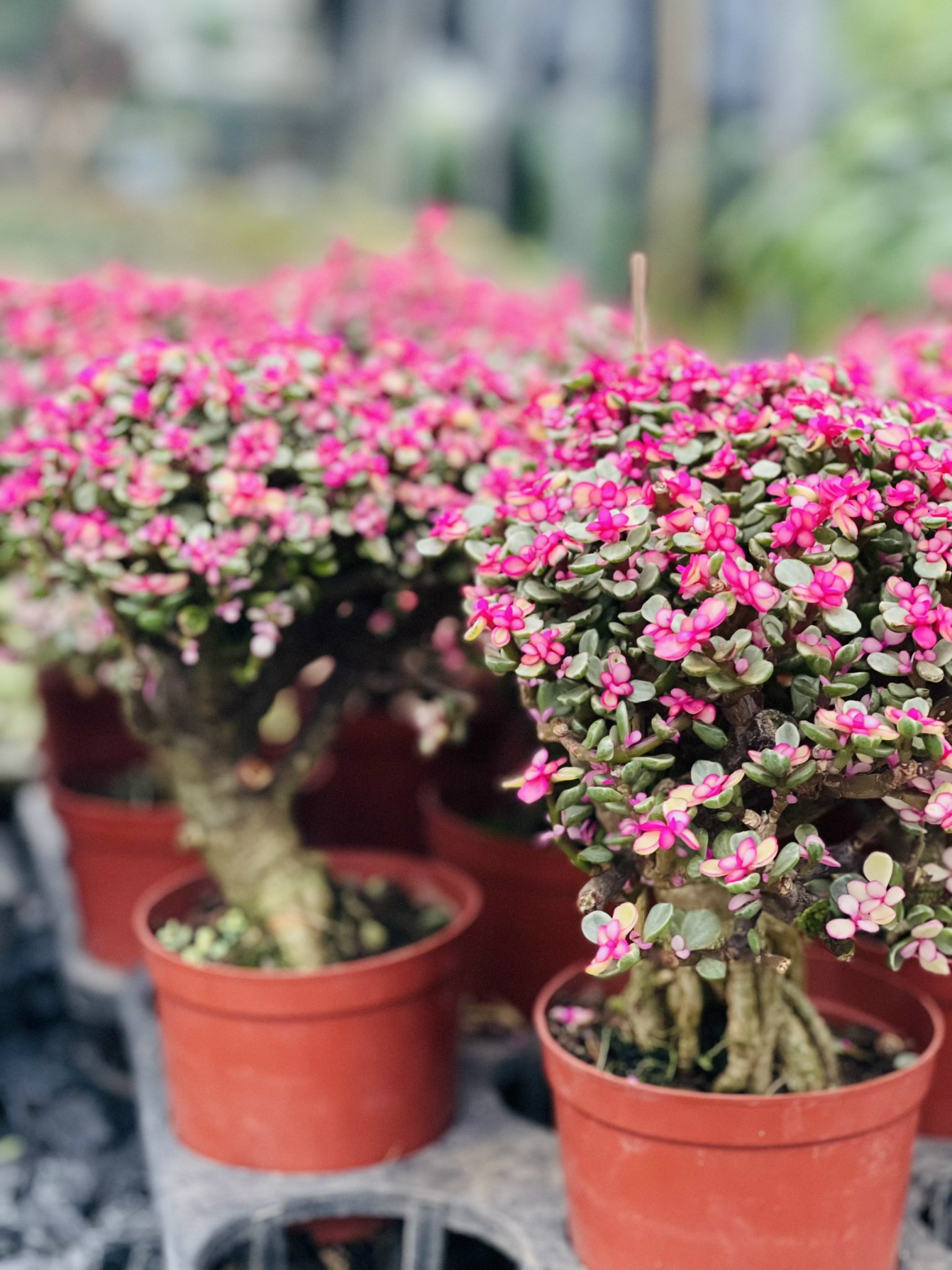 z5248852026516_19e6ea7103775545916ee0fa7828fa2e