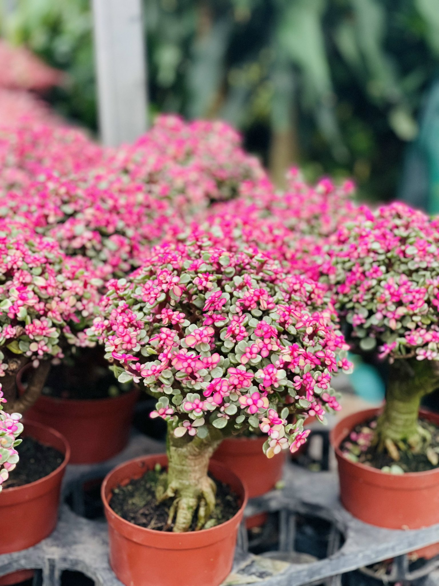 z5248852031685_644c3abb09d00dc1d8cb8f53eb249bc9