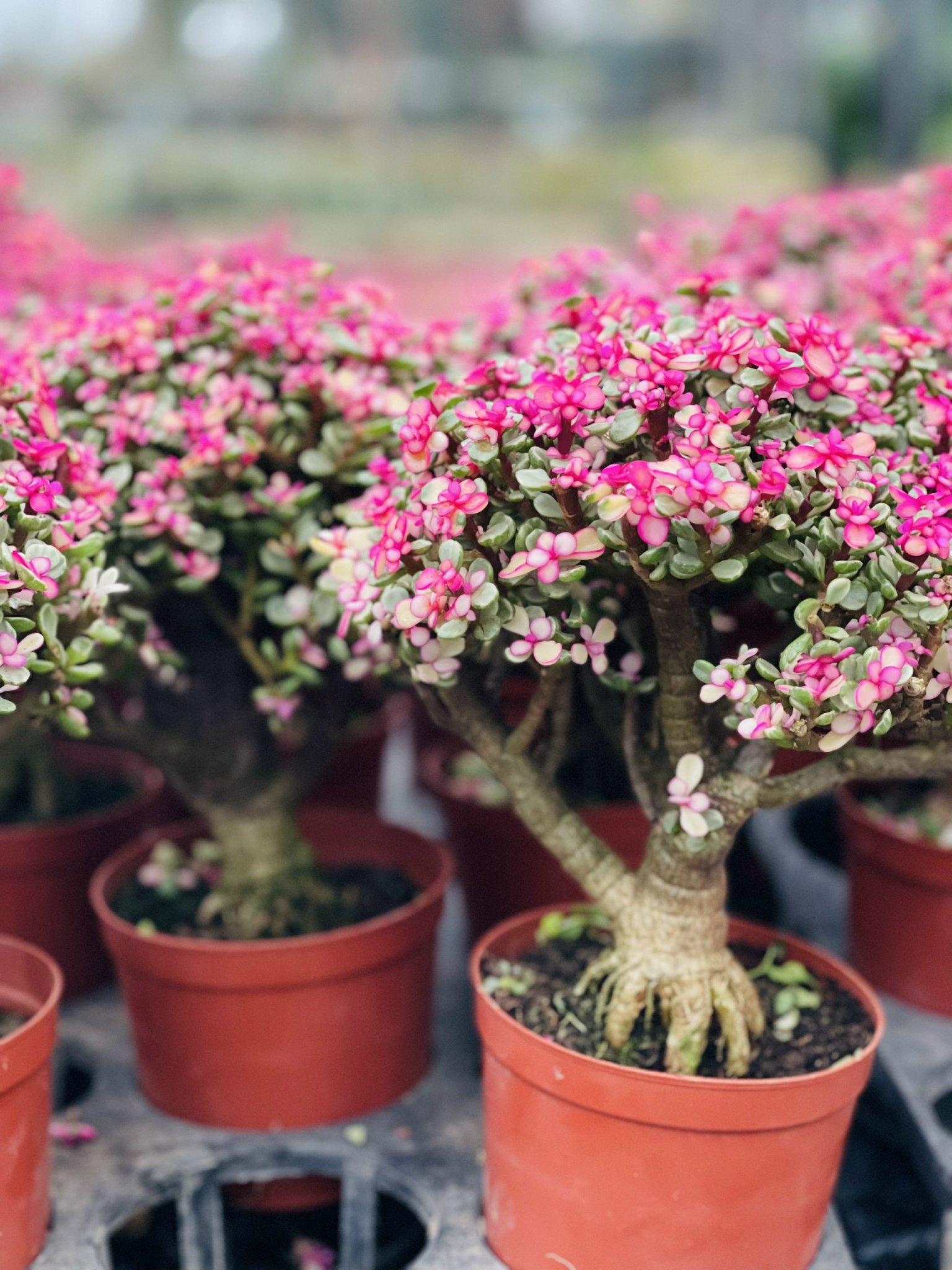 z5248852048776_e82f6b2e016559235e61251fae9a2d55